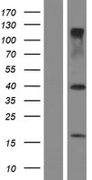 RNF36 (TRIM69) Human Over-expression Lysates NM_080745