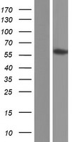 RNF36 (TRIM69) Human Over-expression Lysates NM_182985