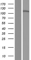 ls140699 c20orf132 mroh8 human over expression lysates nm 152503 wb testing 1