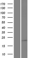ls140700 samd10 human over expression lysates nm 080621 wb testing 1
