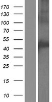 ls140706 c20orf160 ccm2l human over expression lysates nm 080625 wb testing 1