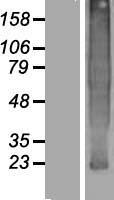 ls140738 tmem37 human over expression lysates nm 183240 wb testing 1
