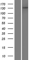 ls140766 adamts14 human over expression lysates nm 139155 wb testing 1