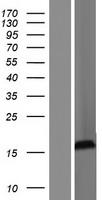 SRXN1 Human Over-expression Lysates NM_080725