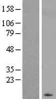 ls140832 wfdc10a human over expression lysates nm 080753 wb testing 1