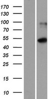 ls140862 ism1 human over expression lysates nm 080826 wb testing 1
