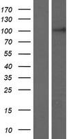 ls140876 ripor3 human over expression lysates nm 080829 wb testing 1
