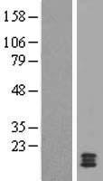 CST11 Human Over-expression Lysates NM_130794