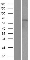 SUHW2 (ZNF280B) Human Over-expression Lysates NM_080764