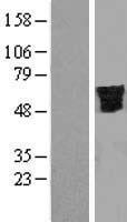 SFRS12 (SREK1) Human Over-expression Lysates NM_139168