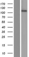 MIB2 Human Over-expression Lysates NM_001170686