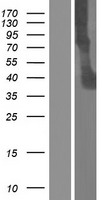 ls142683 itln2 human over expression lysates nm 080878 wb testing 1