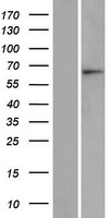 ls142685 asb15 human over expression lysates nm 080928 wb testing 1