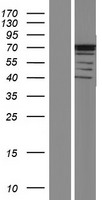 ls142686 asb14 human over expression lysates nm 001142733 wb testing 1