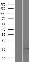 ls143244 eif5al1 human over expression lysates nm 001099692 wb testing 1
