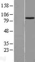 ls143279 hectd2 human over expression lysates nm 182765 wb testing 1