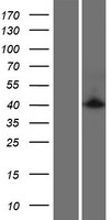 C10orf46 (CACUL1) Human Over-expression Lysates NM_153810