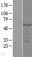SYT9 Human Over-expression Lysates NM_175733