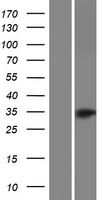 OR52B4 Human Over-expression Lysates NM_001005161