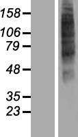 OR52I2 Human Over-expression Lysates NM_001005170