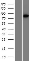XRRA1 Human Over-expression Lysates NM_182969
