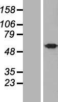 ls143630 ubqlnl human over expression lysates nm 145053 wb testing 1