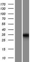 ls143662 muc15 human over expression lysates nm 001135092 wb testing 1