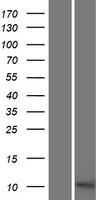 C11orf94 Human Over-expression Lysates NM_001080446