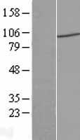 ls143689 piwil4 human over expression lysates nm 152431 wb testing 1