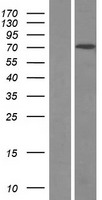 KBTBD3 Human Over-expression Lysates NM_152433