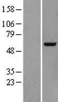 ls143888 poglut3 human over expression lysates nm 153705 wb testing 1