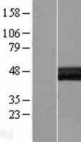 LAYN Human Over-expression Lysates NM_178834