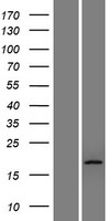 ls143941 ttc36 human over expression lysates nm 001080441 wb testing 1