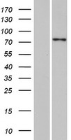 ls144108 spty2d1 human over expression lysates nm 194285 wb testing 1