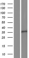 OR10A5 Human Over-expression Lysates NM_178168