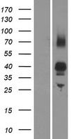 OR2AG1 Human Over-expression Lysates NM_001004489