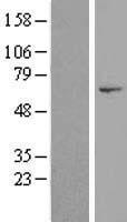 ls144132 dnhd1 human over expression lysates nm 173589 wb testing 1