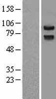 ls144165 prickle prickle1 human over expression lysates nm 153026 wb testing 1