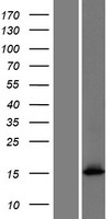 ls144347 fam101a rflna human over expression lysates nm 181709 wb testing 1