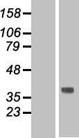 ls144404 tmem120b human over expression lysates nm 001080825 wb testing 1