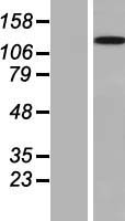 ls144406 cfap251 human over expression lysates nm 144668 wb testing 1
