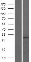 ls144423 glt1d1 human over expression lysates nm 144669 wb testing 1