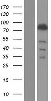 Bestrophin 3 (BEST3) Human Over-expression Lysates NM_032735