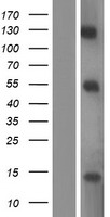 E2F7 Human Over-expression Lysates NM_203394