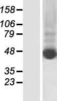 ls144501 keratin 80 krt80 human over expression lysates nm 001081492 wb testing 1