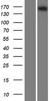 ls144568 a2ml1 human over expression lysates nm 144670 wb testing 1