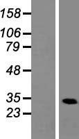 Heterogeneous Nuclear Ribonucleoprotein (A1 like) (HNRNPA1L2) Human Over-expression Lysates NM_001011724