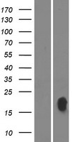 ls145270 proline rich membrane anchor 1 prima1 human over expression lysates nm 178013 wb testing 1