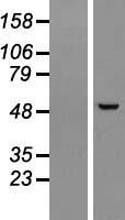 ls145376 c14orf50 ppp1r36 human over expression lysates nm 172365 wb testing 1