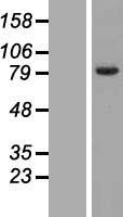 FAM161B Human Over-expression Lysates NM_152445